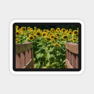 Into the Sunflowers Magnet