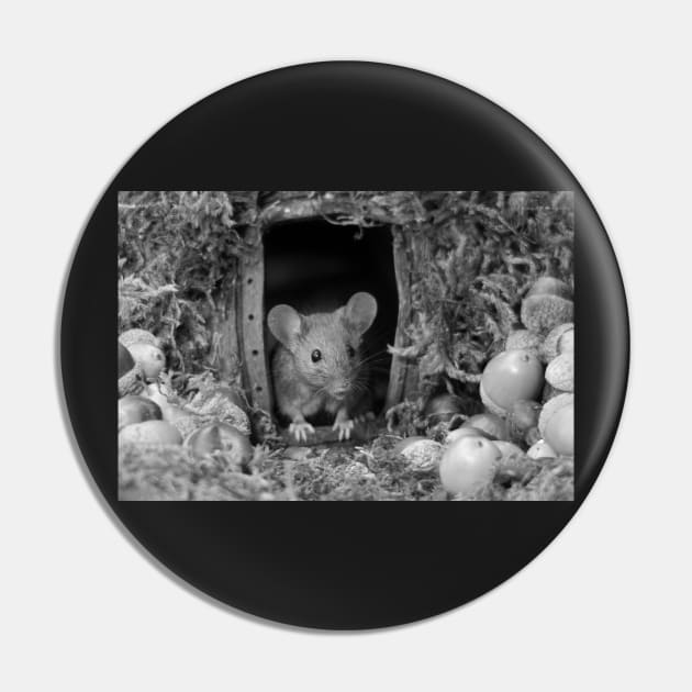 wild house mouse Pin by Simon-dell