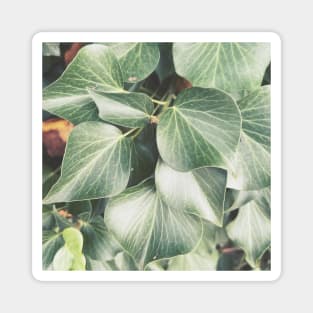 Green Ivy Leaves Magnet