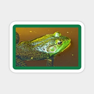 "Pluck your magic twanger, Froggy!" Magnet