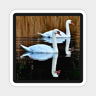 The swans of Conquet Magnet