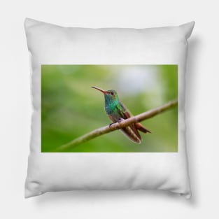 Rufous-tailed hummingbird - Costa Rica Pillow