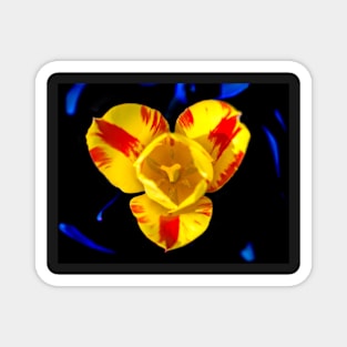 Yellow Rembrandt Tulip Magnet