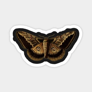 Brown Illustrated Polyphemus Moth - Vintage Illustration Magnet