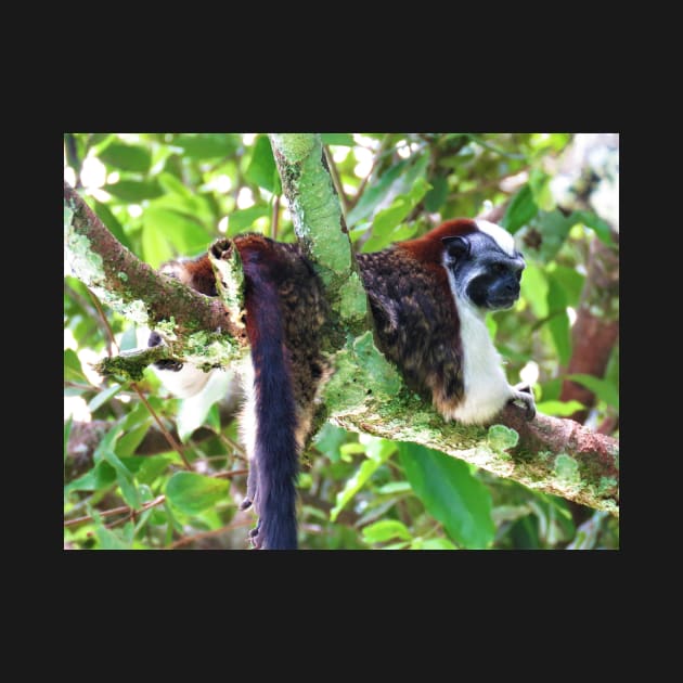 Monkey in Tree - Boquete, Panama by julyperson