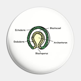 Gastrulation sketch in colour Pin