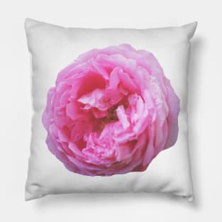 Pink peony Pillow