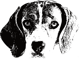 Beagle - Beagle Christmas Gifts Magnet