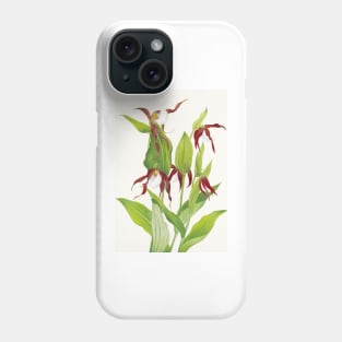 Cypripedium montanum - Botanical Illustration Phone Case