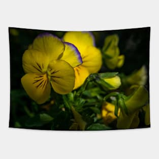 Pansy in bloom. Tapestry