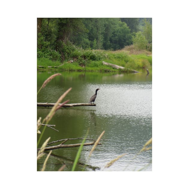 double crested cormorant #1 by DlmtleArt