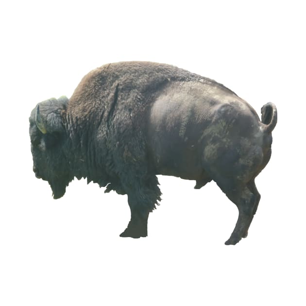 American bison by Ednathum