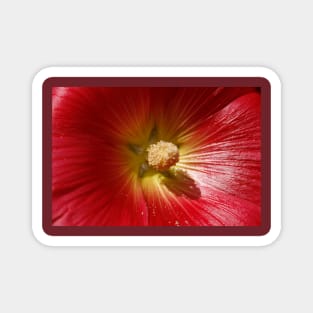 Floral Close Up Magnet