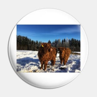 Scottish Highland Cattle Calves 1685 Pin