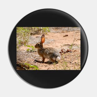 Desert Cottontail Pin