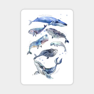 Whale çollection Magnet