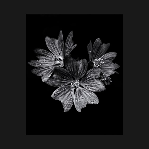 Backyard Flowers In Black And White 11 After The Storm by learningcurveca