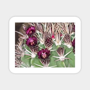 Barrel cactus Ferocactus latispinus close-up Magnet