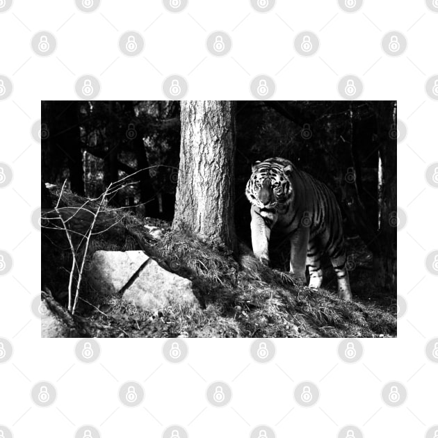 Year of the tiger 2022/6 /  Swiss Artwork Photography by RaphaelWolf