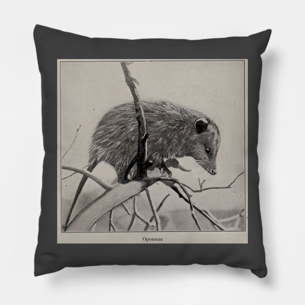 Opossum illustration Pillow by Tamie