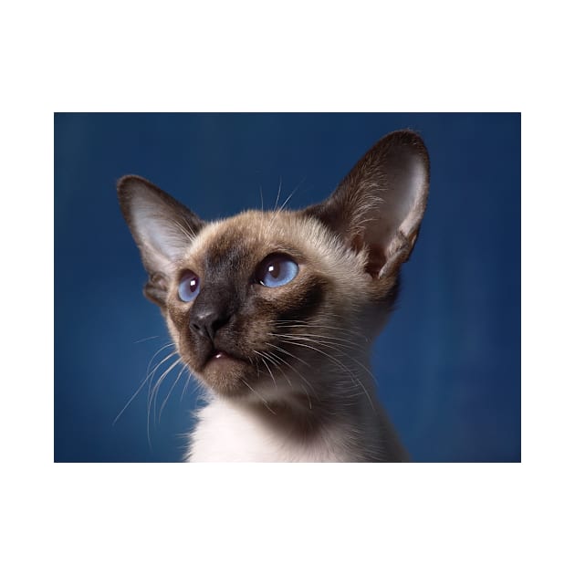 Siamese cat by kawaii_shop