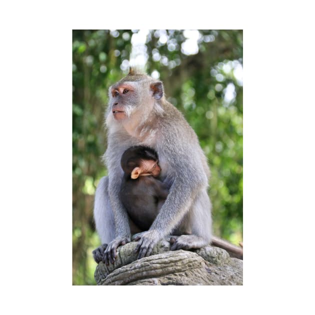 a monkey and baby sitting on a branch in ubud in bali by Geoff79