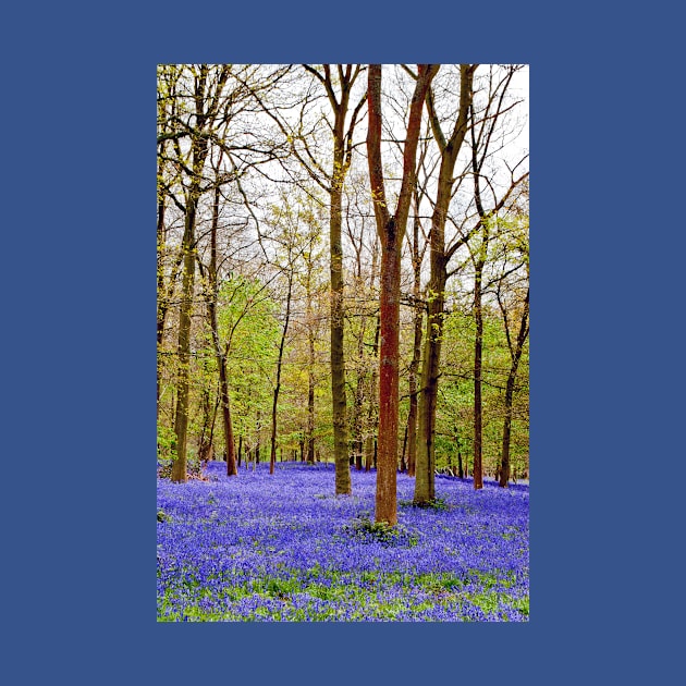 Bluebell Woods Greys Court England UK by AndyEvansPhotos