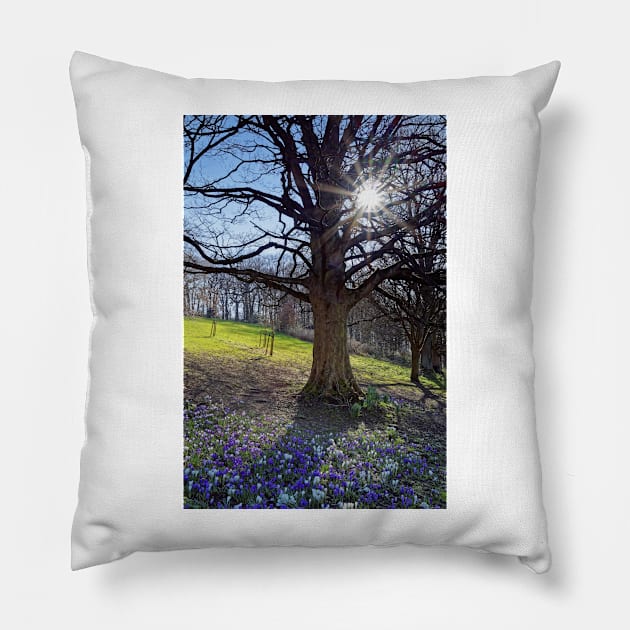 Crocus Sun Pillow by galpinimages