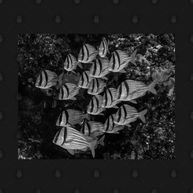 A School of Porkfish In Black and White by jbbarnes