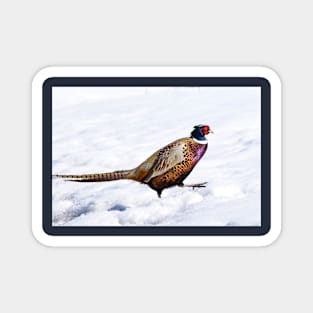 Pheasant in Winter. Magnet