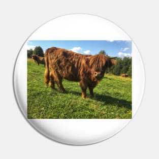 Scottish Highland Cattle Calf 2054 Pin