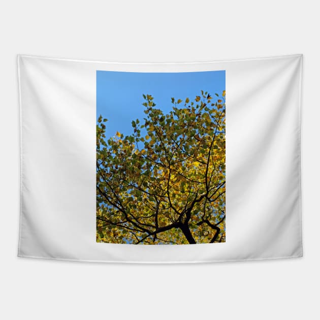 Tulip Tree in the Autumn Tapestry by avrilharris