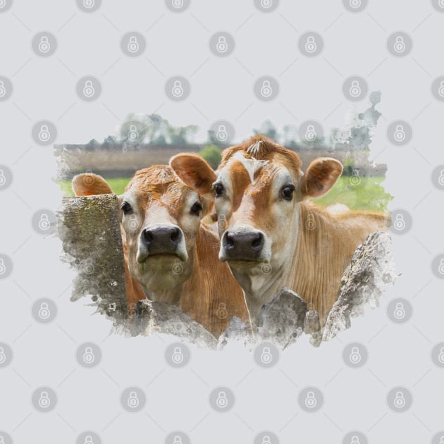 Curious Cows by Jane Stanley Photography