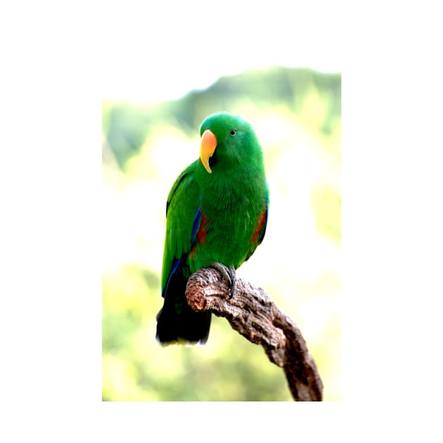 Eclectus Male Parrot by GP1746