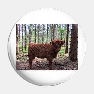 Scottish Highland Cattle Calf 1794 Pin