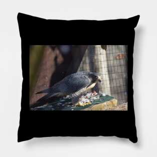 Peregrine Falcon Pillow