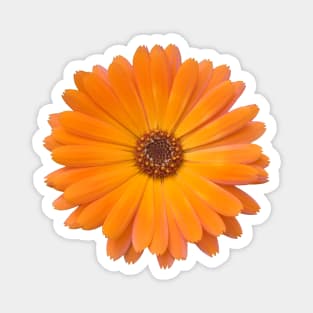 Orange Daisy Photo Magnet