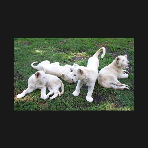 White Lion Cubs Playing by Carole-Anne