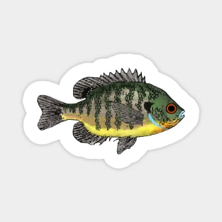 Bluegill Sunfish Magnet