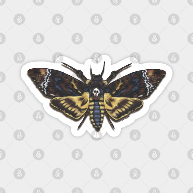 Death's Head Moth Magnet by ConnieFaye