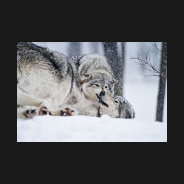 Timber Wolves by jaydee1400