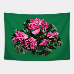 Magenta Geraniums Tapestry