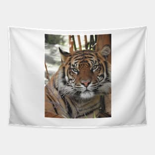 Sumatran Tiger Tapestry