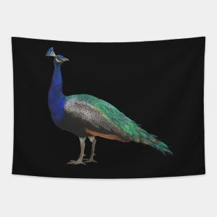 Crayon Peacock Tapestry