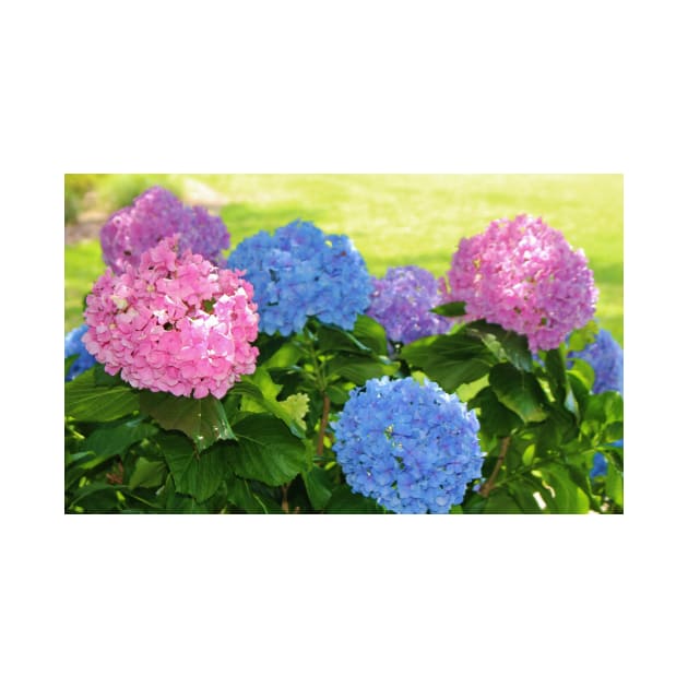 Big And Bright Hydrangeas by Cynthia48