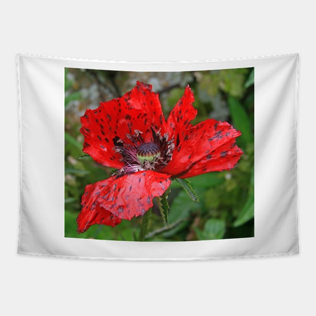 Speckled Poppy Tapestry by RedHillDigital