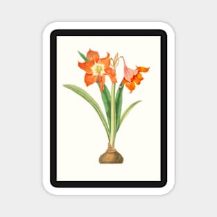 Barbados lily - Hippeastrum puniceum - botanical illustration Magnet
