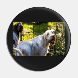 Sunlight on Spinone Pin