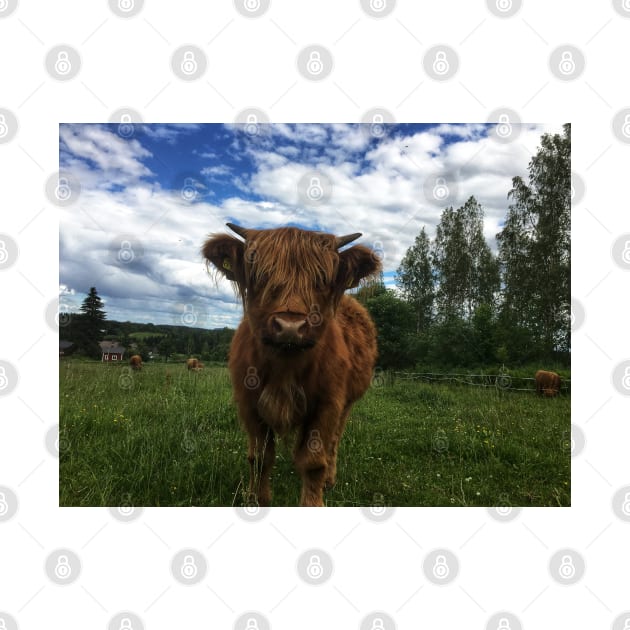 Scottish Highland Cattle Calf 2025 by SaarelaHighland