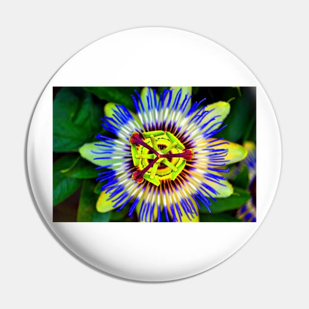 Passion Flower Summer Flowering Plant Pin by AndyEvansPhotos